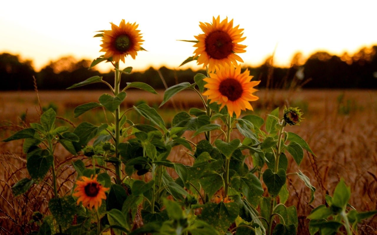 ::Desktop:PortfolioBox:sunflower - 1.jpg